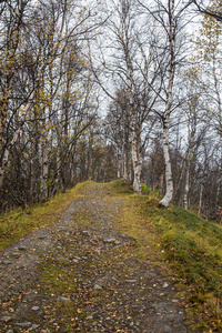 一条美丽的徒步旅行道穿过挪威的秋林。秋天风景在森林里。美丽的秋天风景