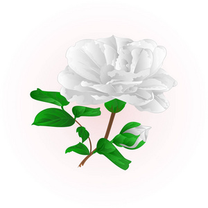 花白插画 花白手绘 花白卡通图 摄图新视界