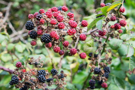 brambleberry图片