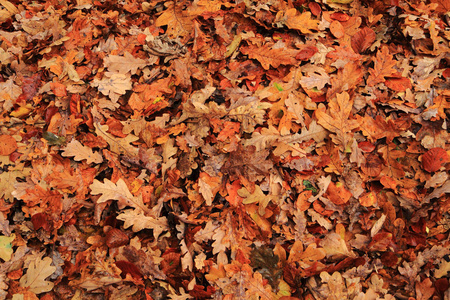 秋天的颜色树叶纹理