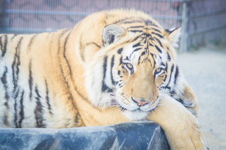 大成年姜老虎躺在动物园的轮胎上睡觉