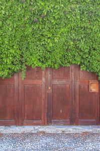 尔多现代木门覆盖绿色常春藤杂草丛生的图案围栏