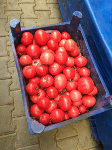 番茄背景单元分离物