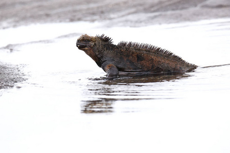 海鬣蜥脱离圣地亚哥岛，拉上水