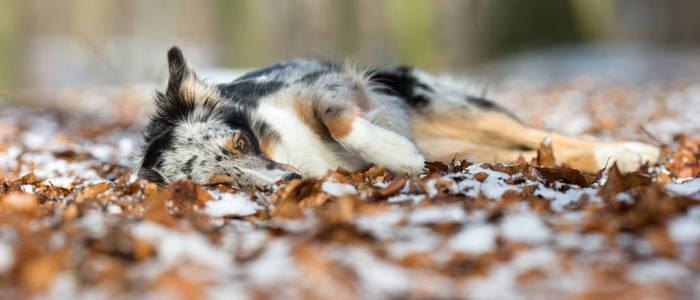 澳大利亚牧羊犬