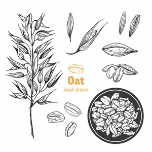 燕麦手绘图片