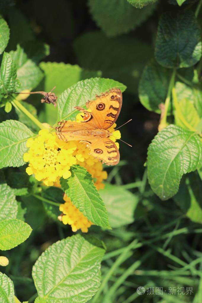 大自然中美丽花朵的蝴蝶