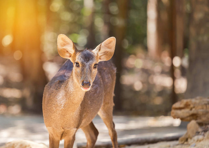 关闭年轻的西卡鹿或斑点鹿或日鹿 鹿日本 野生动物