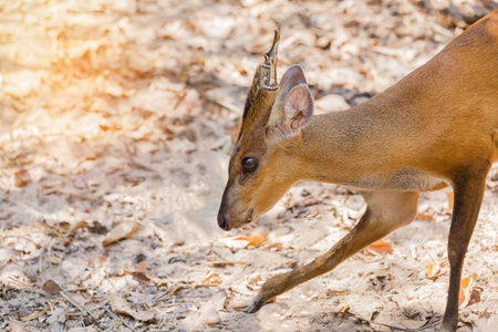关闭幼吠鹿 麂 muntjak 野生动物