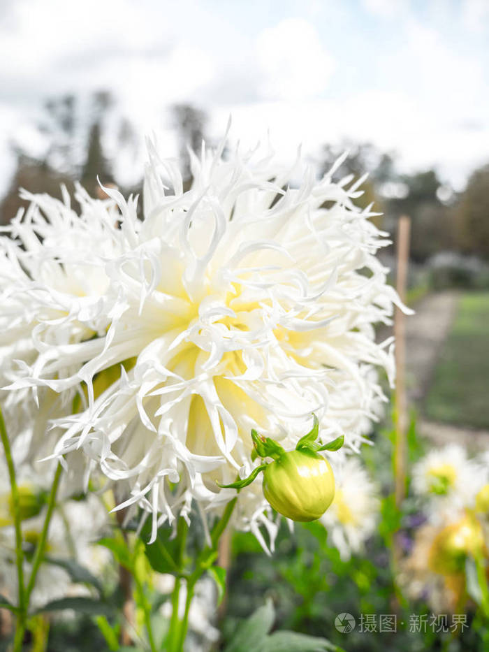 华丽的微距照片白色矢车菊在一个花园在凡尔赛法国粗散模糊背景