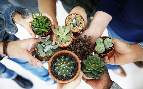 不同的人手握仙人掌自然原始照片照片