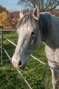 灰色的马在草地后面的一个电围栏