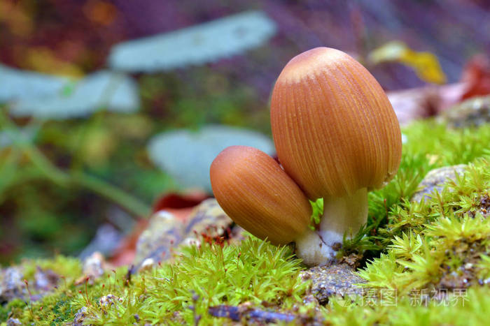 Coprinellus 蘑菇菇