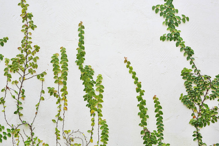 爬山虎素材图片-爬山虎素材素材-爬山虎素材插画-摄图新视界