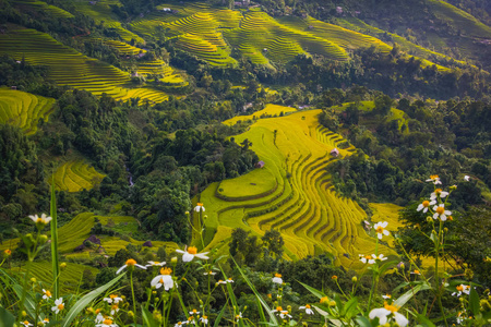 美丽的风景越南