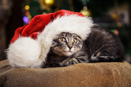 小猫咪在圣诞老人的帽子