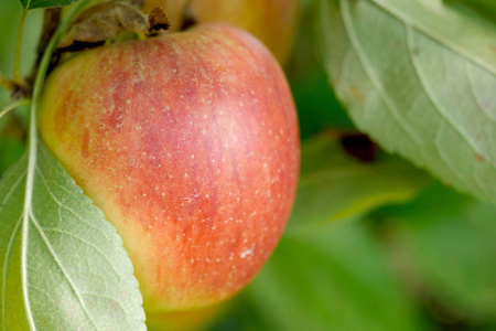 苹果生长过程图片