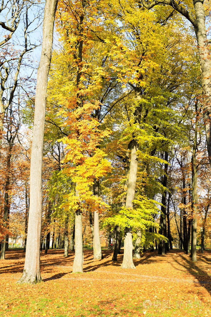 五颜六色的树叶在秋天的树