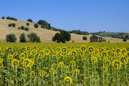 夏日风景在 Montecassiano 附近 意大利