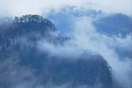 黑山山区多雾的森林