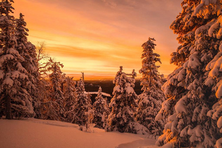 冬天山上覆盖着霜和积雪的树木图片
