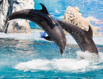 海豚在表演中跳跃照片