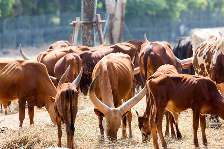 动物园里长角 ankole watusi 奶牛照片