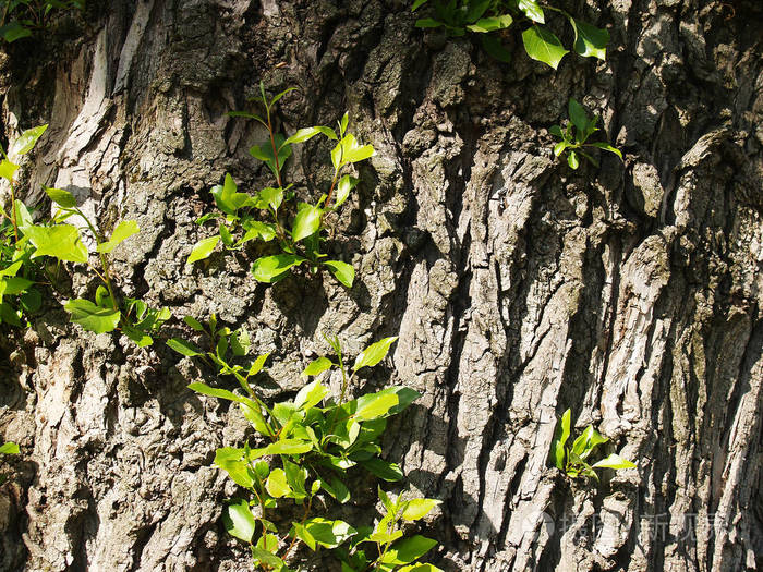 在老皱巴巴的树皮上的小树枝