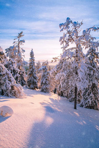 冬天山上覆盖着霜和积雪的树木图片