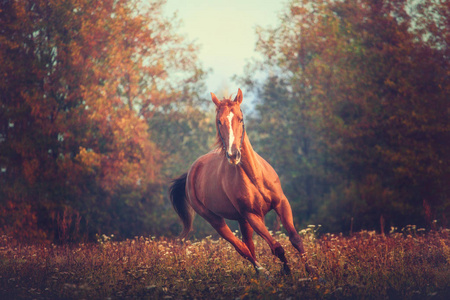 红马奔驰在树上的背景秋天