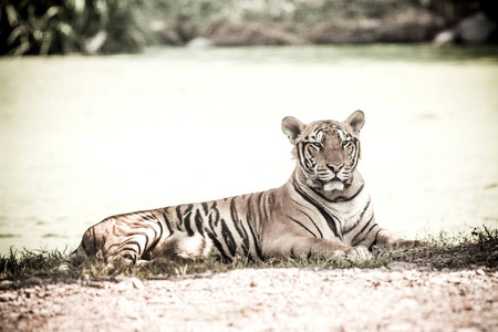 孟加拉虎在动物园里休息