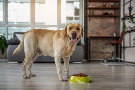 逗人喜爱的拉布拉多猎犬吃从碗图片