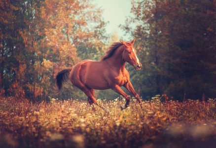 红马奔驰在树上的背景秋天图片