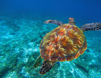 碧绿的海龟在清澈的海水中。 异国海岛的热带性质。 蓝色海水中的橄榄龟。 海龟在水下游泳。 海底照片。 野生保护海洋动物