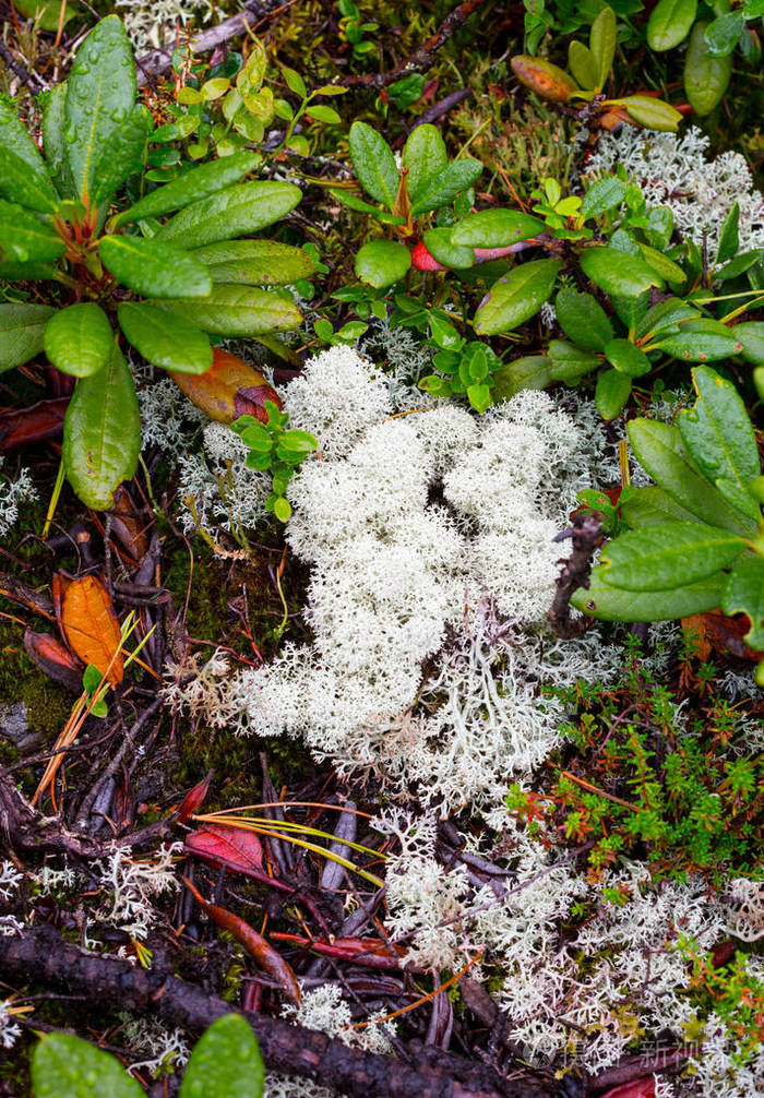 自然背景 自然山白苔与crowberries 和橘特写背景 生长在山 山附近的kandalaksha 镇在俄罗斯的科拉半岛照片 正版商用图片0zux43 摄图新视界 自然背景 自然山白苔与crowberries 和橘特写背景 生长在山 山附近的kandalaksha 镇在俄罗斯的科拉半岛照片 正版商用图片0zux43 摄图新视界