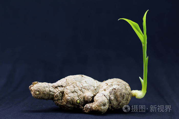 老姜根带幼绿芽. 植物的春天萌芽. 播种姜根. 老根和幼叶.