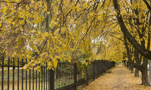 美丽的秋天公园胡同。树上黄叶