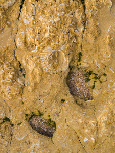 葡萄牙砂岩中的贝类化石