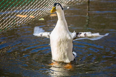 北京鸭白鸭子白疤洞白罗非鱼白睡莲白鸭繁殖北京日本山毛榉林中的池塘