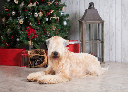 圣诞节背景下的爱尔兰软包小麦狗照片