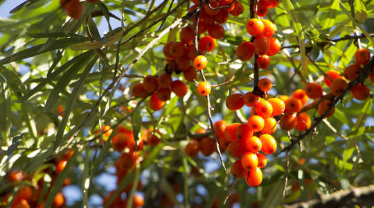 山刺浆果在树上关闭照片