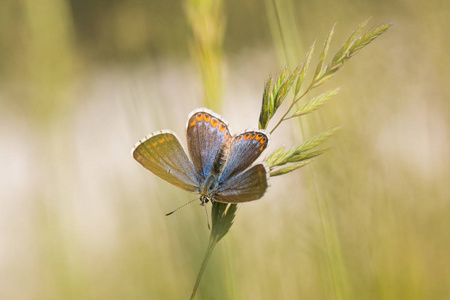 草茎上的多尼斯蓝 雌性 Polyommatus bellargus