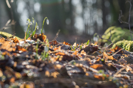 雪花花 Galanthus 极地 在严寒的阳光森林