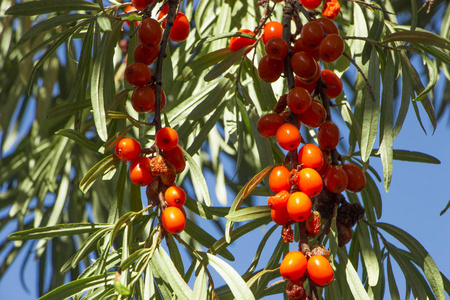 山刺浆果在树上关闭照片