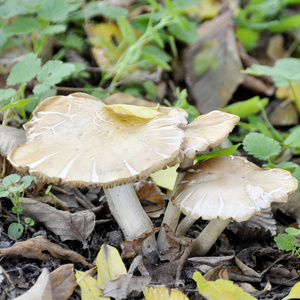 牛肝菌蘑菇生长在森林砍伐图片