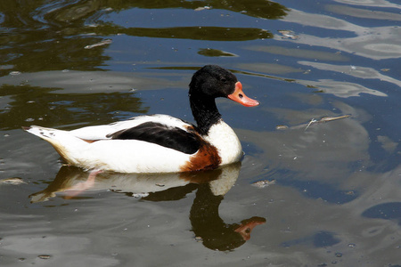 美丽的鸭子漂浮照片