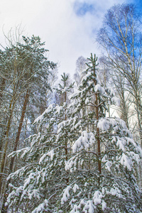 冰冻的冬季森林与雪覆盖了树