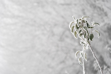 寒冷的树木与雪在冬天天气圣诞节关闭