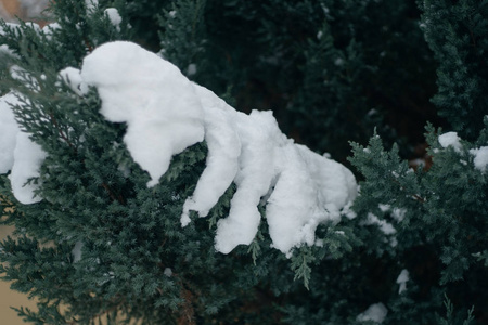 圣诞树, 松树覆盖着雪, 新的一年, 冬天是时间特写镜头