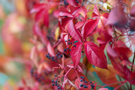 五颜六色的秋天弗吉尼亚爬山虎, 狂放的葡萄背景